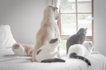 Visão traseira do cão shar pei e quatro gatos bonitos olhando para fora da janela — Fotografia de Stock