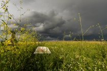 Мальовничим видом затишшя після бурі, Голландія — стокове фото