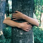 Imagen recortada de la persona abrazando el árbol en el bosque - foto de stock