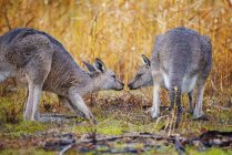 Two kangaroos face to face in field, Australia — Stock Photo