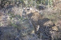 Южная Африка, симпатичный леопард, сидящий на дикой природе — стоковое фото