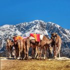 Марокко, Марокканський верблюдів, відпочиваючи на Атлаські гори Ourika — стокове фото