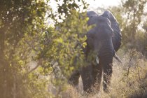 Elefante en safari, Sudáfrica, Parque Nacional Kruger - foto de stock