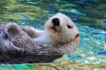 Adorable sea otter swimming in blue water — Stock Photo