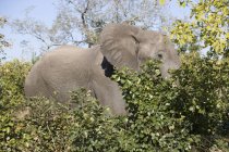 Beautiful grey elephant feeding at wild nature — Stock Photo