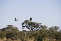Due oche egiziane in volo nella natura selvaggia — Foto stock
