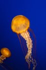 Крупным планом двух медуз под водой в аквариуме — стоковое фото