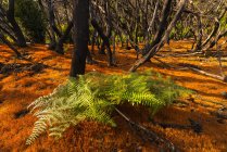 Vista panorámica del helecho en el bosque del Parque Nacional de Garajonay, Islas Canarias, España - foto de stock