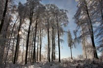 Живописный вид на лес в солнечный зимний день — стоковое фото