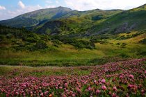 Vista panorámica de Pip Ivan Montaña, Chornohora, Cárpatos montañas, Ucrania - foto de stock