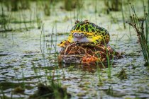 Toads mating in pond, closeup, wild life — Stock Photo