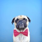 Retrato de um cão Pug usando gravata borboleta no fundo azul — Fotografia de Stock
