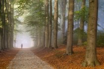 Mulher caminhando no caminho na floresta de outono — Fotografia de Stock