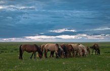 Монголия, Дорнод, Лошади пасутся на пастбище — стоковое фото