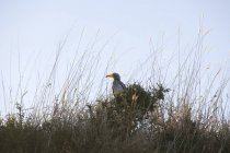 Hornbill amarillo sentado en el nido en la naturaleza salvaje - foto de stock