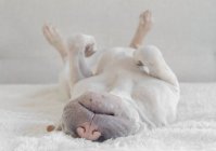 Чарівний щеня шарпей спить на білому килимі — стокове фото