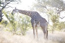 Cute giraffe in safari, Kruger National Park, South Africa — Stock Photo