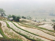 Vietnam, Provincia de Lao Cai, Sa Pa, Paisaje de la agricultura típica vietnamita - foto de stock
