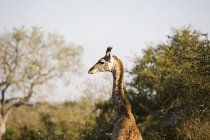 Vista trasera de la hermosa jirafa en el desierto, Sudáfrica - foto de stock