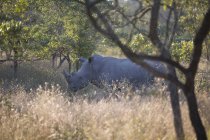 Vista panorámica del majestuoso rinoceronte en arbusto - foto de stock