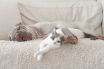 Кіт і хот-пі собака обіймається на дивані в приміщенні — стокове фото
