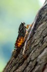 Cicada fly sitting on tree against blurred background — Stock Photo