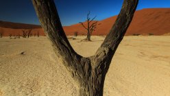 Vue panoramique de Dead Vlei, parc national Naukluft, Namibie — Photo de stock