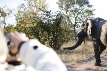 South Africa, Woman on safari taking photo of Elephant — Stock Photo