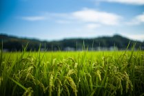 Крупним планом свіжа зелена трава на розмитому фоні — стокове фото