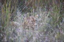 Wunderschöner majestätischer Löwe versteckt sich im langen Gras in wilder Natur — Stockfoto