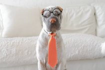 Divertido perro Shar-pei vestido como hombre de negocios mirando a la cámara - foto de stock