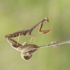 Macro shot of praying mantis against blurred background — Stock Photo