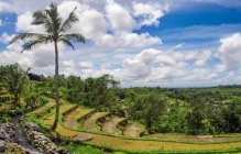 Vue panoramique sur les terrasses de riz, Indonésie, Bali, Jatilawih, Batukaru — Photo de stock