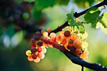 Closeup view of grapes in vineyard against blurred background — Stock Photo