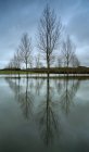 Scenic view of tall bare trees reflected in calm water — Stock Photo