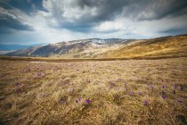 Landschaft mit Feld und Wildblumen — Stockfoto