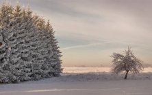 Vista panorâmica de árvores cobertas de geada na planície nevada — Fotografia de Stock