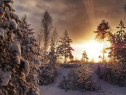 Suécia, vista panorâmica do pôr do sol sobre a paisagem de inverno — Fotografia de Stock