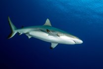 Requin gris de récif nageant dans l'eau bleue — Photo de stock