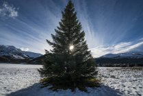 Живописный вид елки в снегу — стоковое фото