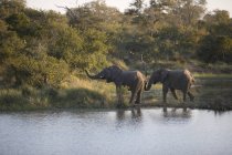 Two elephants by waterhole, wild life — Stock Photo