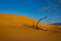Австралія, труну Bay, голі дерева в пустелі — стокове фото