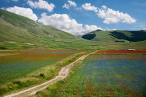 Italia, Umbría, Parque Nacional Monti Sibillini, Camino entre flores de colores - foto de stock