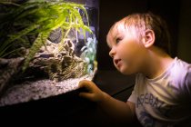 Retrato de menino curioso olhando através de vidro de aquário — Fotografia de Stock