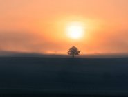 Vue panoramique sur un arbre solitaire au coucher du soleil — Photo de stock