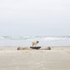 Vista lateral del perro de pug de pie en madera de deriva en la playa - foto de stock