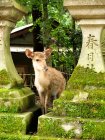 Vista de cerca del divertido ciervo Fawn, Nara, Japón - foto de stock