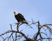 Aquila calva che stride nell'albero di nidificazione — Foto stock