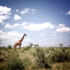 Kenia, Parque Nacional Samburu, jirafa de pie en la naturaleza salvaje - foto de stock