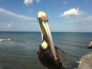 Закрыть пеликана, сидящего на берегу океана — стоковое фото
